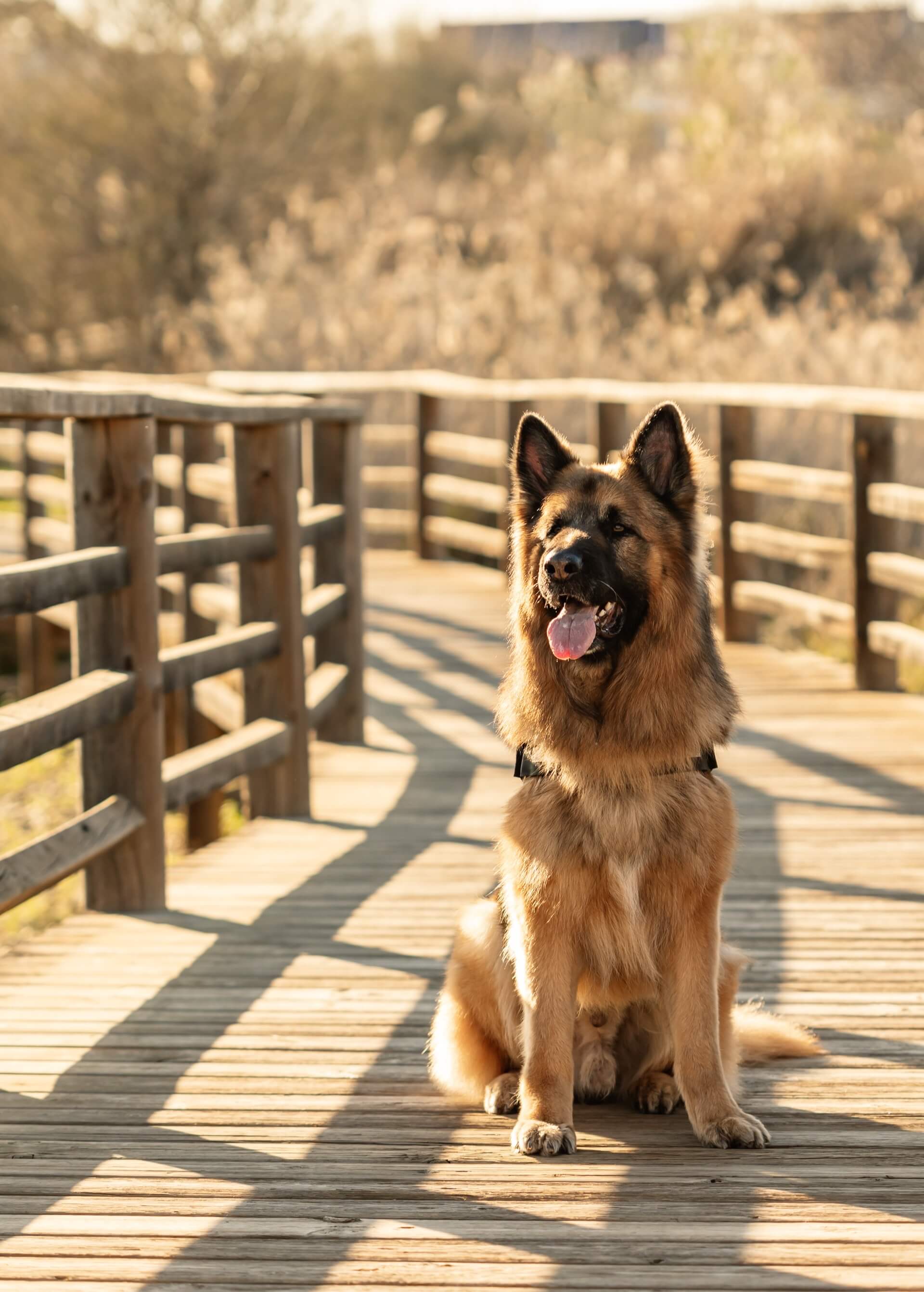 Omega Ratios: The Missing Key to Your Dog’s Skin, Coat, Joints & Brain Health