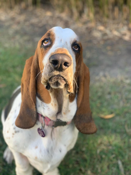 Inside the CPK Immunity Topper: Targeted Nutritional Support for Immune Strength