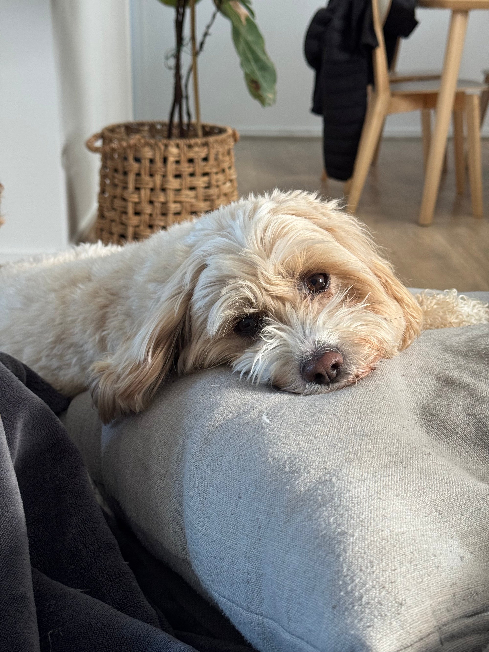 Inside the CPK Calm Topper: Nutritional Support for Calmer, More Confident Dogs