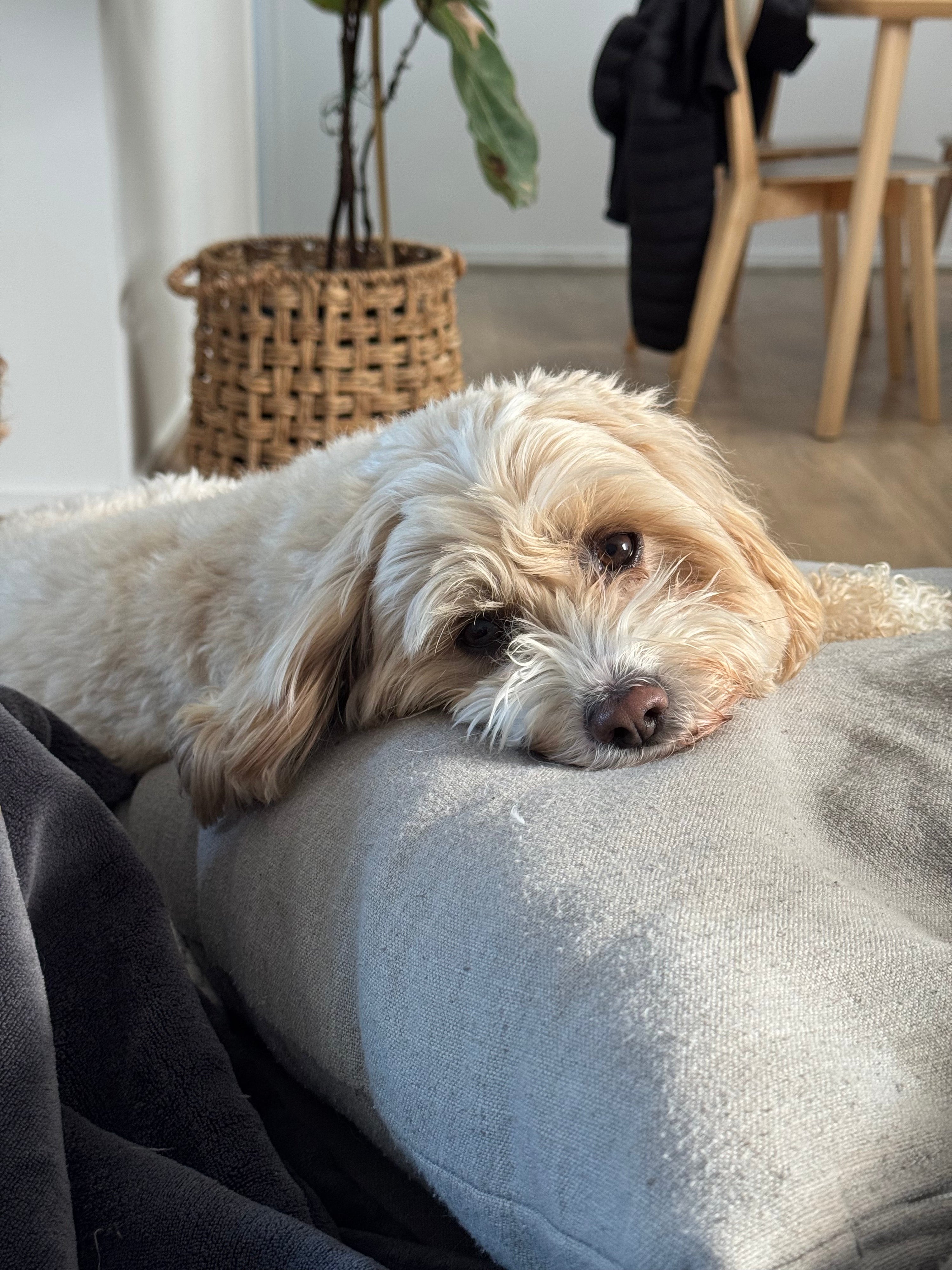 Inside the CPK Calm Topper: Nutritional Support for Calmer, More Confident Dogs