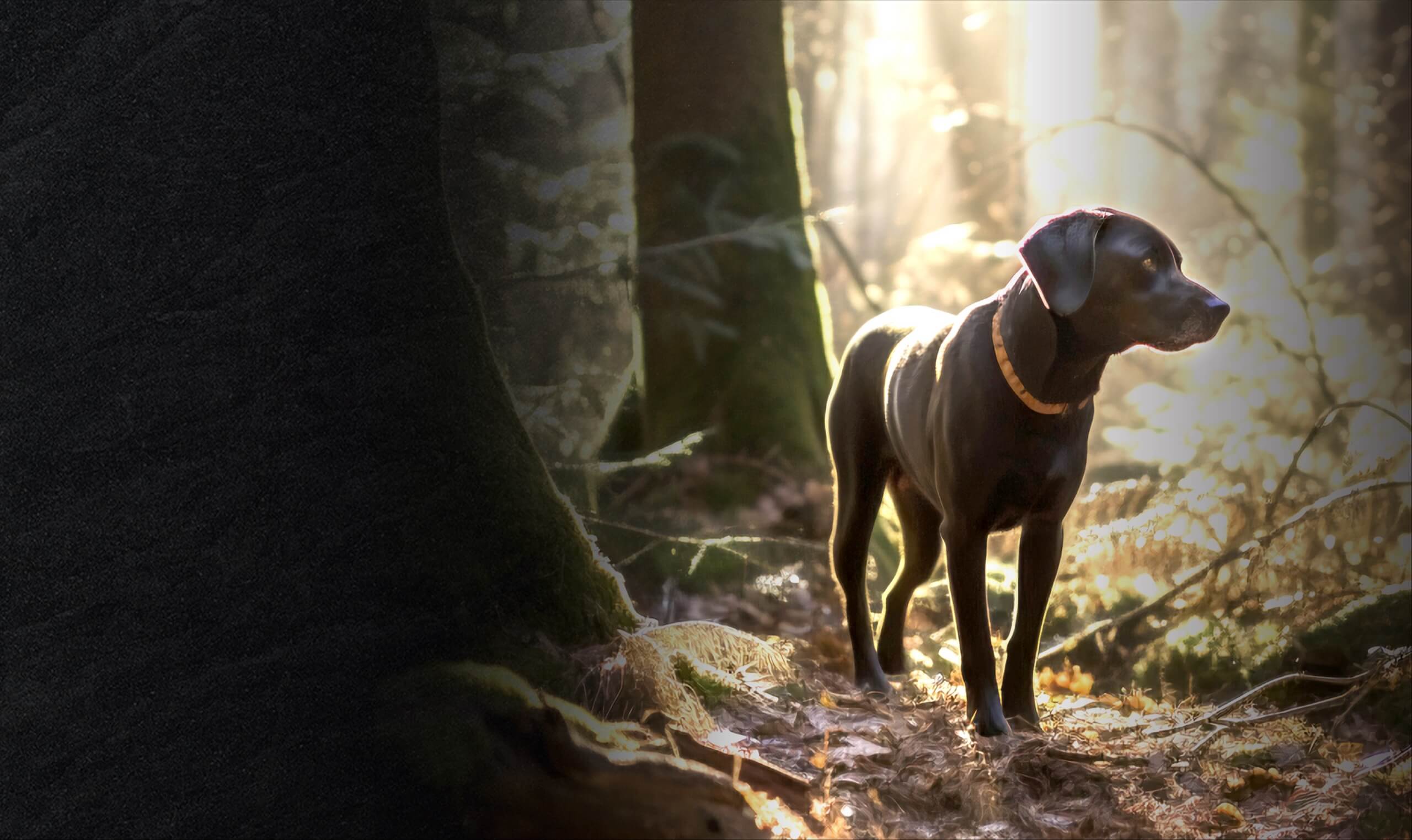 Inside the CPK Brain Topper: How It Supports Cognitive Health at Every Life Stage