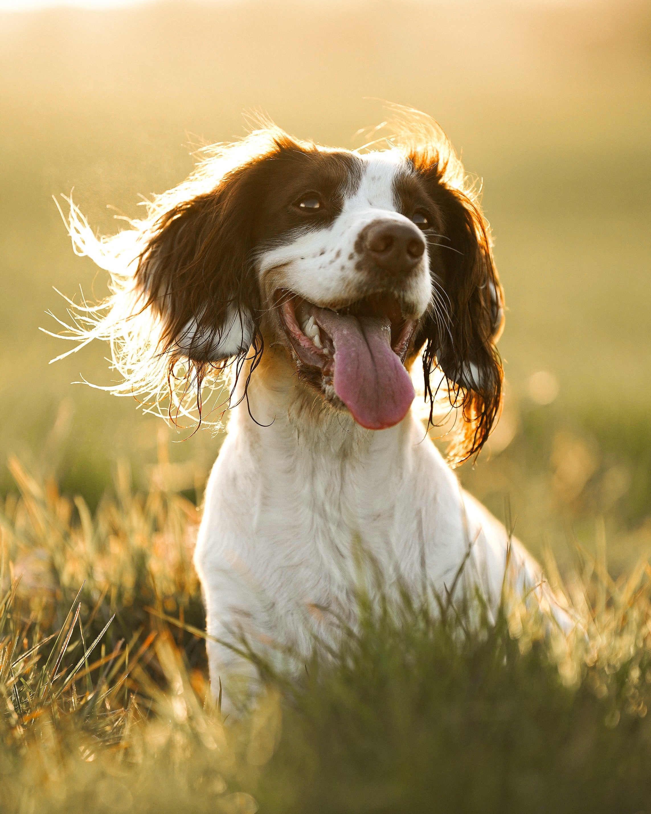 What Your Dog’s Coat Is Telling You And How Nutrition Helps Restore Shine and Strength